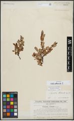 Foto von Salix arbuscula L.